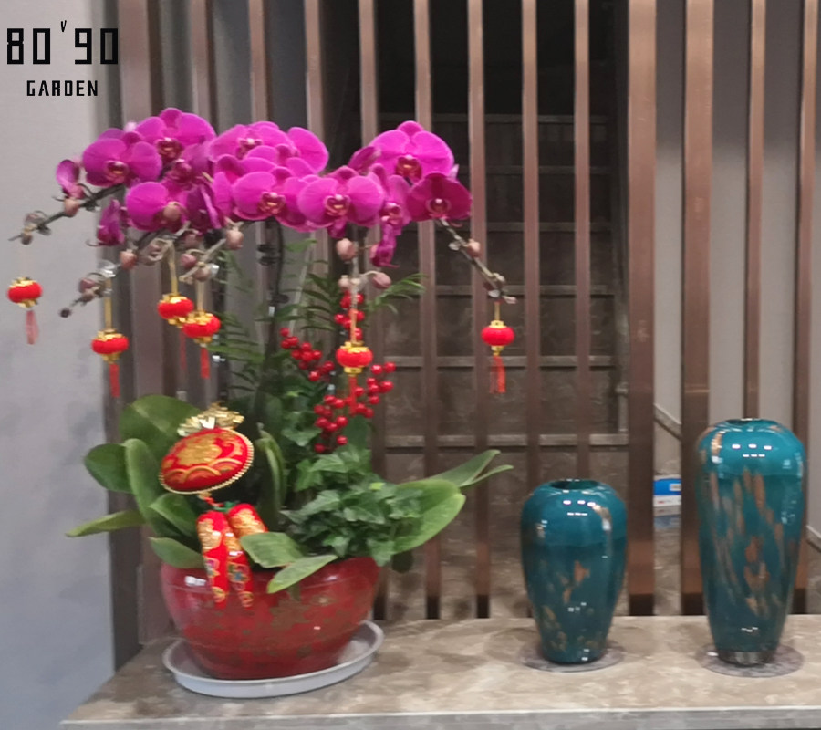 苏州花店园区鲜花速递同城蝴蝶兰长辈春节情人节生日鲜花