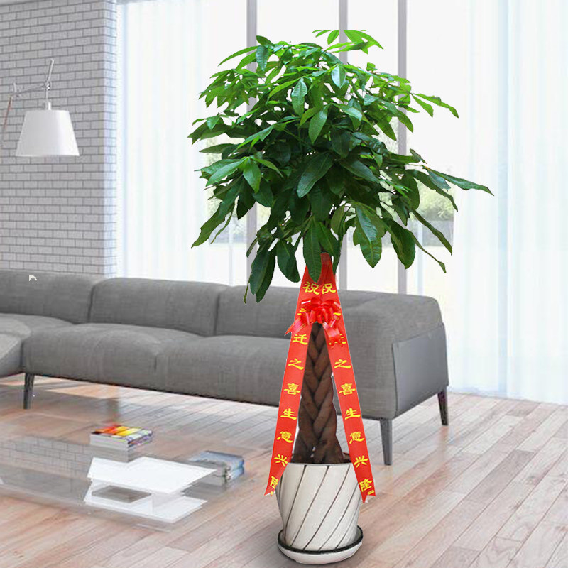 南宁发财树大盆绿植大型盆栽幸福树富贵竹办公室乔迁开业盆景送礼