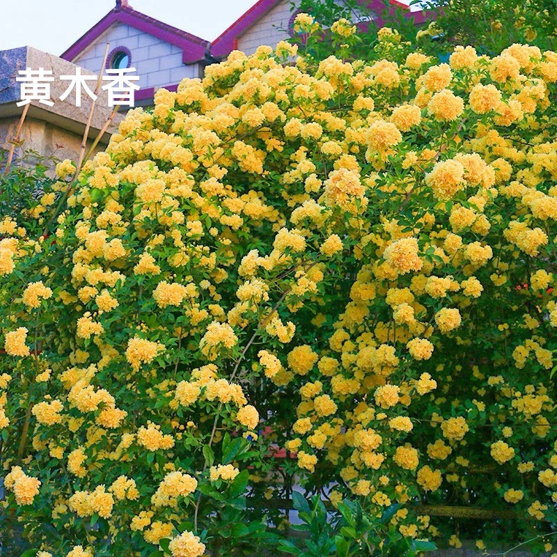 黄木香花苗爬墙蔷薇花
