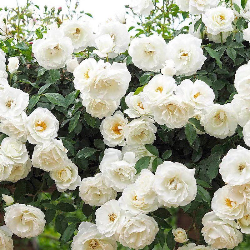 藤冰山藤本月季大苗四季开花阳台庭院种植盆栽地栽爬墙月季花苗