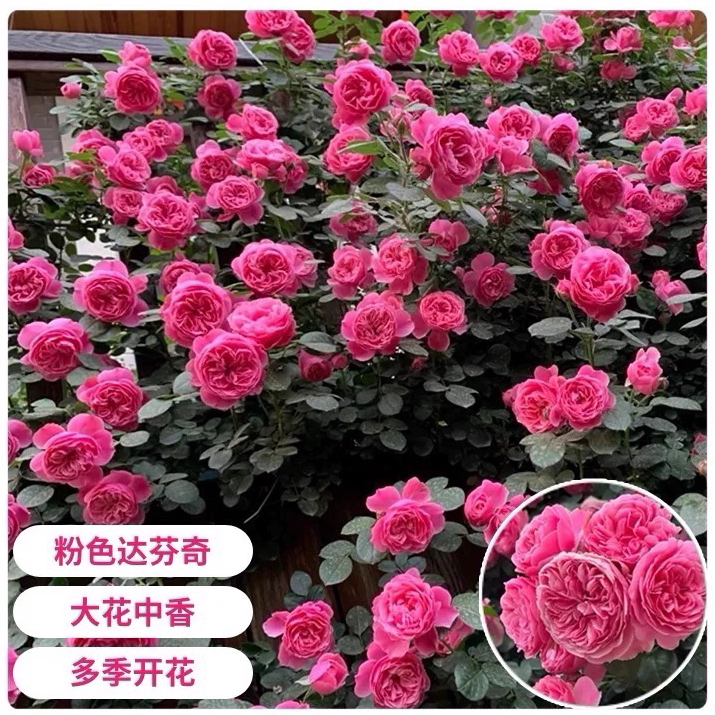 粉色达芬奇 四季开花 阳台庭院盆栽地栽种植爬藤攀爬月季花苗