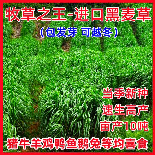 秋冬播种黑麦草种籽厂家直销牧草