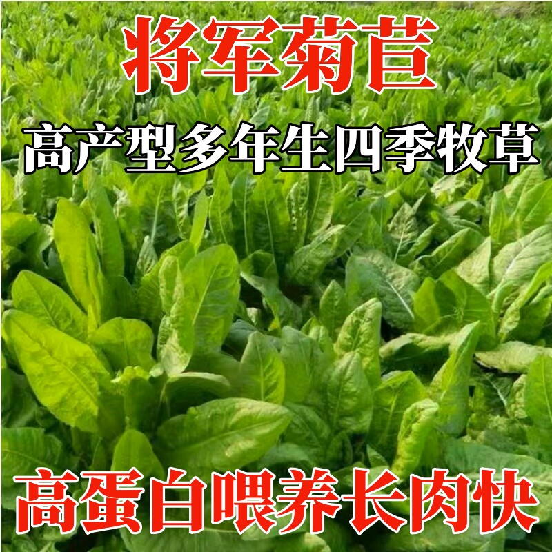 大叶将军菊苣草种籽子种高产多年生养殖猪牛羊鸡鸭鹅四季牧草种子