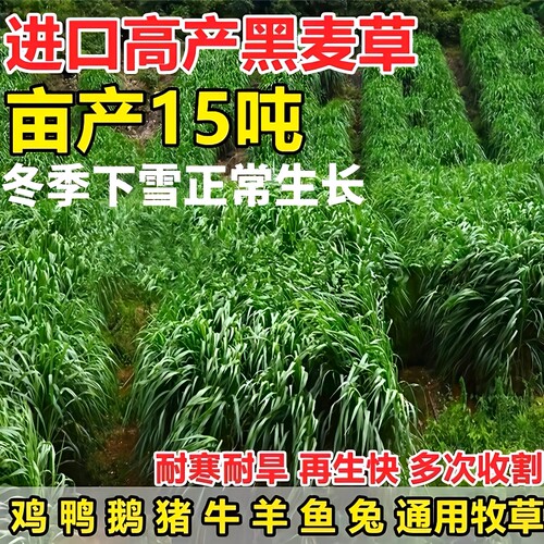 黑麦草籽多年生耐寒牧草适口性好