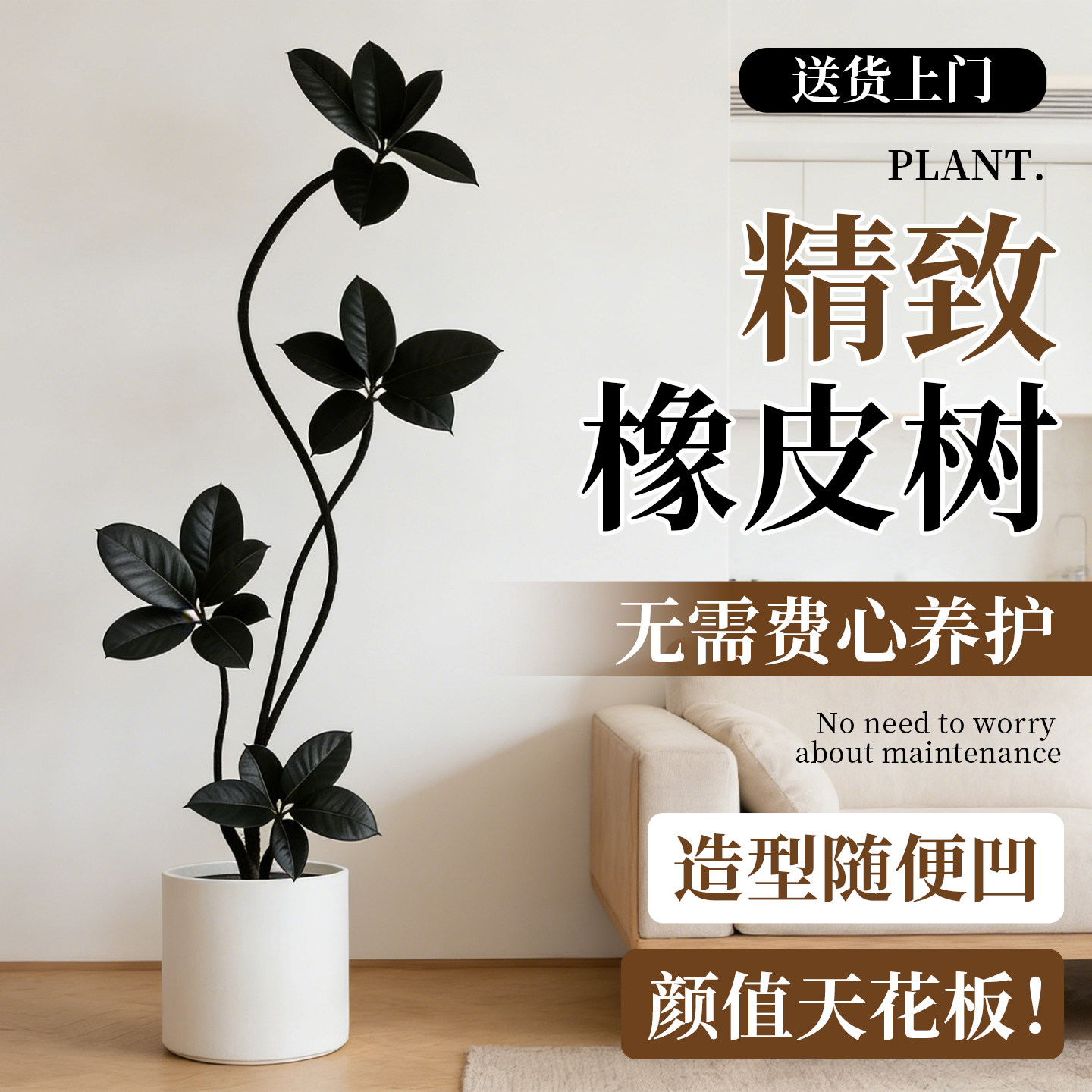 黑金刚橡皮树客厅绿植高级感