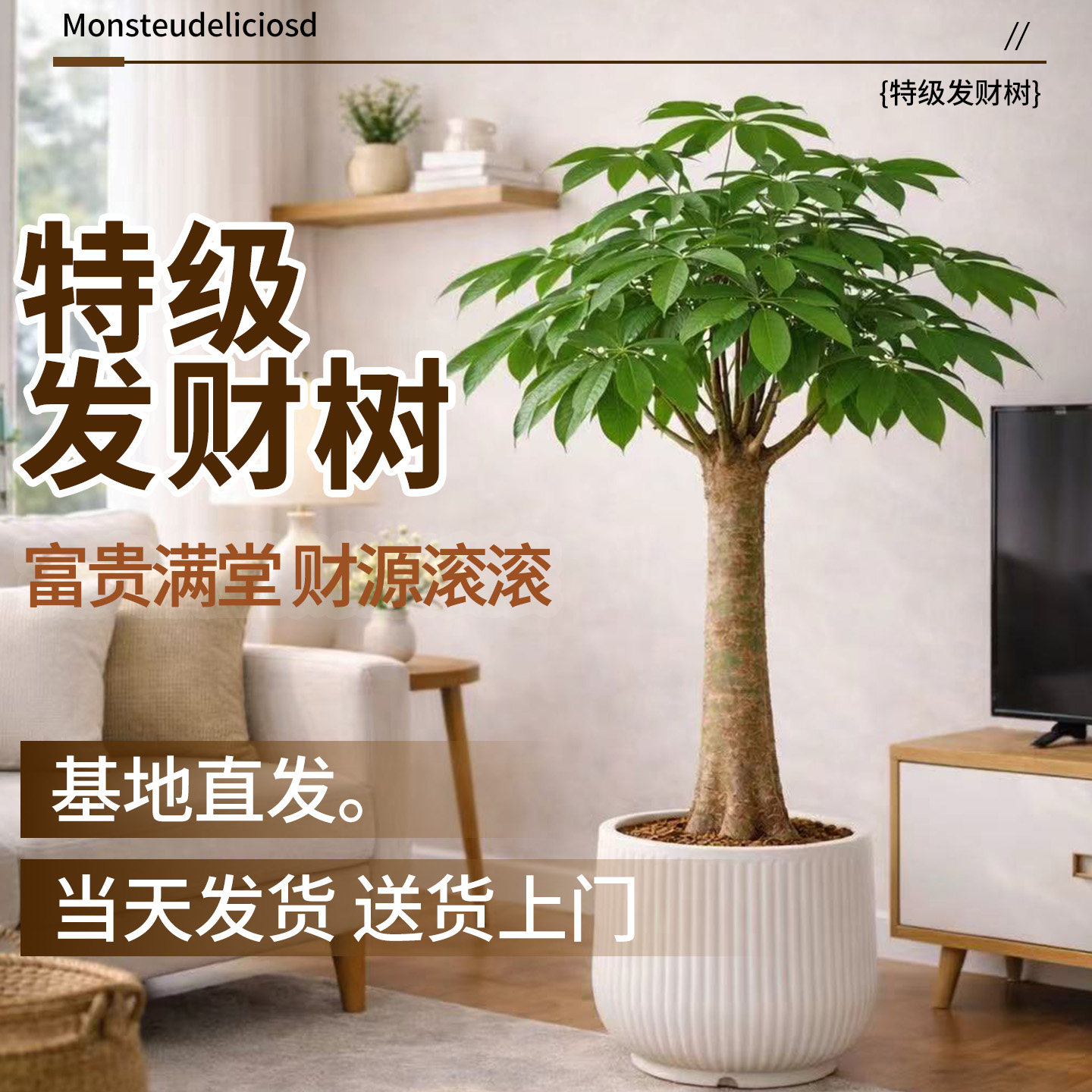 发财树大盆栽绿植室内大型招财树好养旺宅树办公室乔迁开业送礼,鲜花速递/花卉仿真/绿植园艺,大型绿植/成品组合盆栽,淘宝优惠券,粉丝福利购,淘宝优惠卷