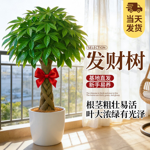 发财树盆栽大棵室内招财树绿植