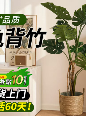 龟背竹客厅大盆栽老桩大叶室内大型落地绿植物高级感盆景懒人好养