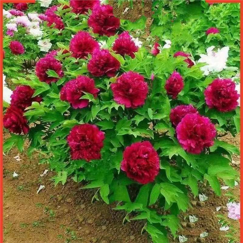 洛阳观赏牡丹重瓣多层大花苞牡丹花苗四季室内室外阳台耐寒