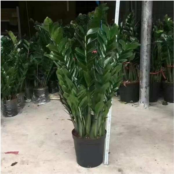 金钱树钱串子雪铁芋盆栽绿植常绿植物花卉龙凤木泽米芋美铁芋