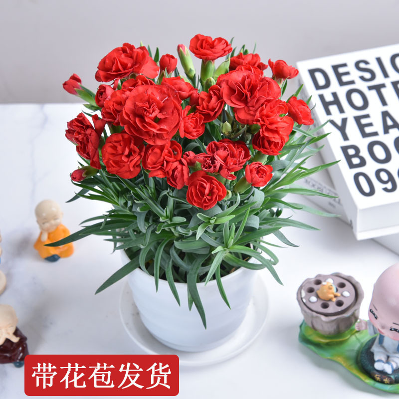 康乃馨盆栽带花苞室内阳台开花庭院鲜花绿植石竹花大花苗净化空气