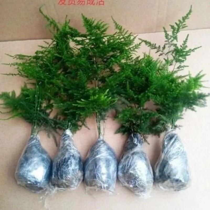 文竹买送包活好养发财树绿萝室内绿植花卉盆栽需要阳台小文