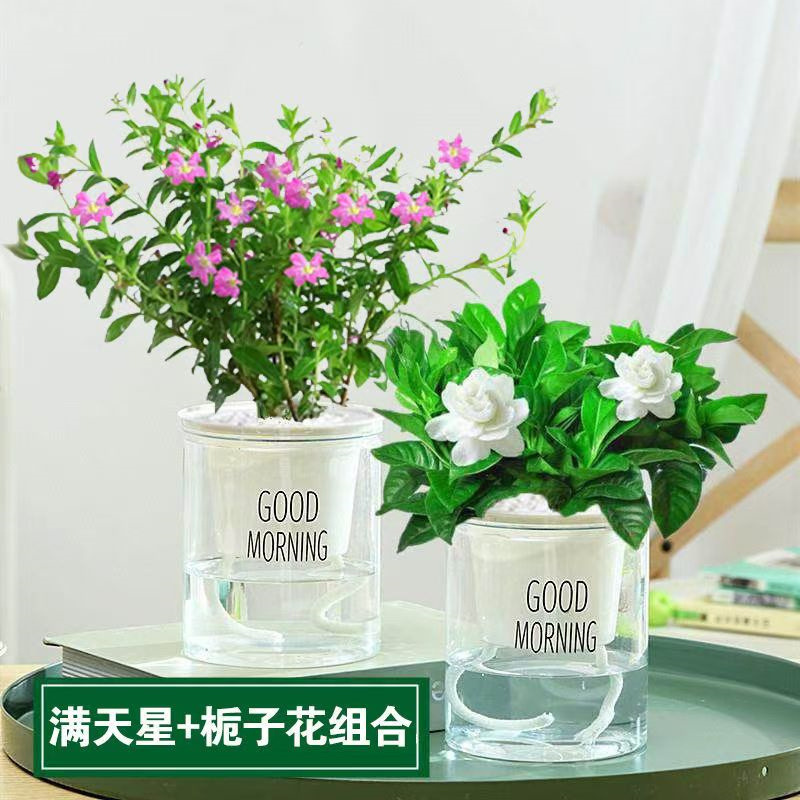 栀子花早安懒人盆栽绿植花卉茉莉花绿萝九里香发财树吊兰室内四季