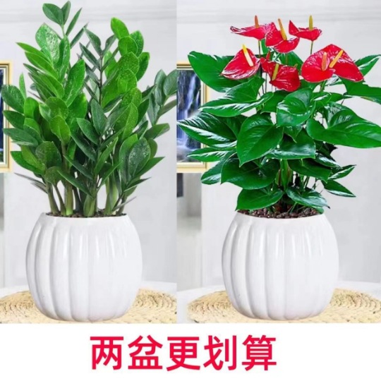 水培红掌盆栽带花鸿运当头一帆风顺易活四季开花卉绿植物室内好养