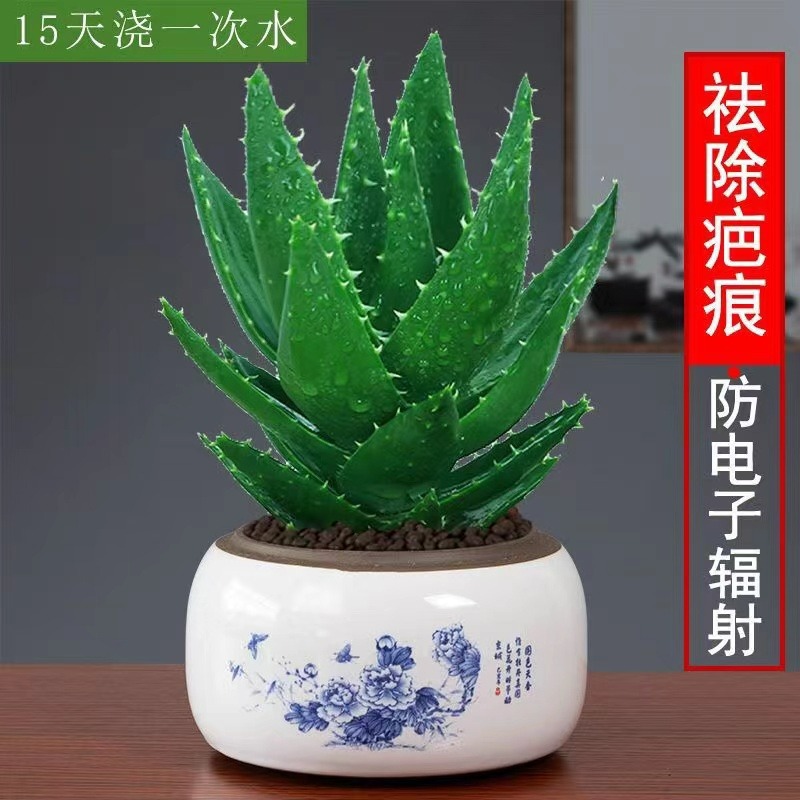 芦荟盆栽多肉植物室内仙人掌不夜城办公桌面小绿植盆景好养吸某醛