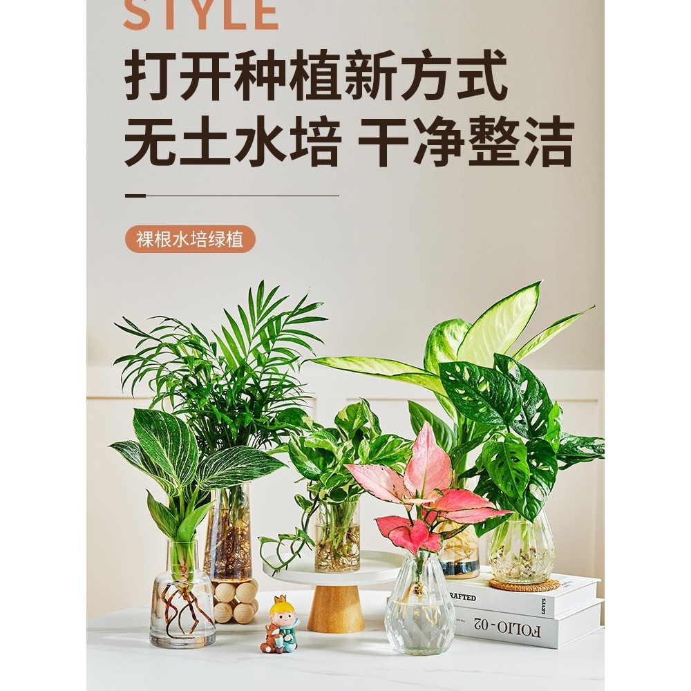 水培造景植物白掌花卉九里香盆栽竹芋绿萝办公室和鱼共生水养鱼缸