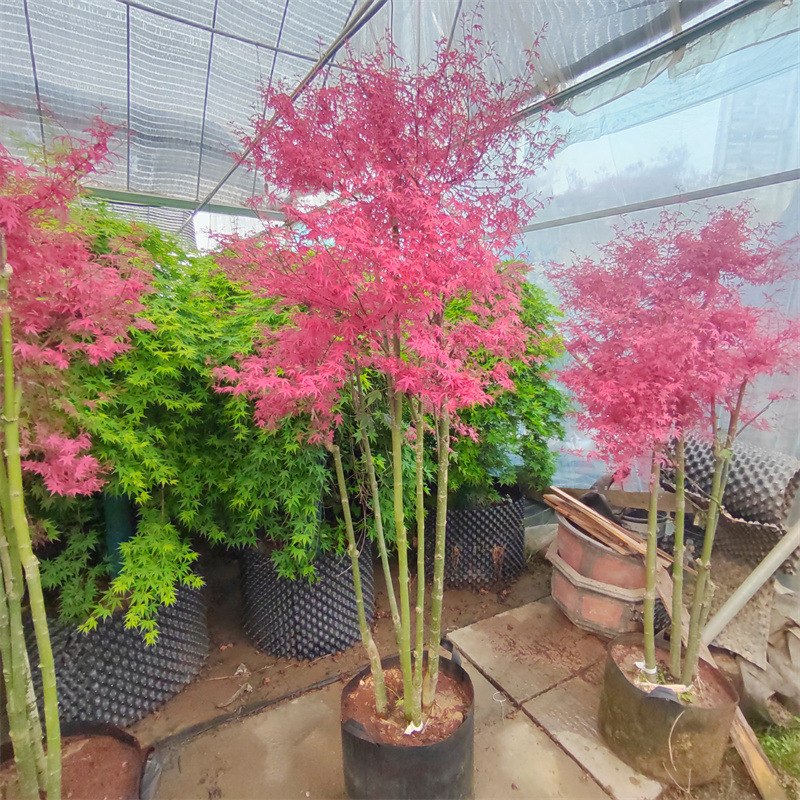 进口品种红小袖玫红色枫树盆栽绿植彩色枫树庭院阳台盆栽好养活