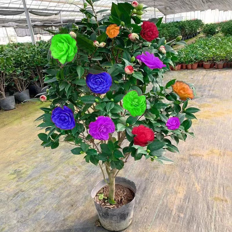 香妃山茶花盆栽带花苞五色赤丹花卉植物室内好养茶花树苗四季开花