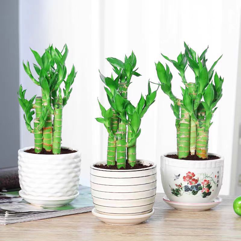 荷花竹观音竹水培植物盆栽绿植花卉室内水养大叶转运富贵竹节节高