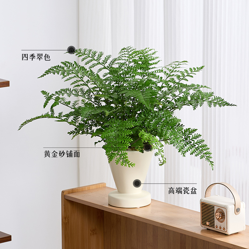 吉姆蕨盆栽蕨类植物懒人门口室内办公室电视柜旁边绿植好养活四季