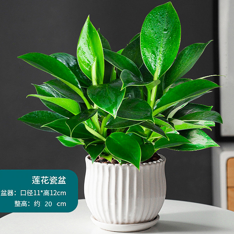 盆栽金钻绿公主水培办公室绿植物除招财室内花卉桌面净化空气