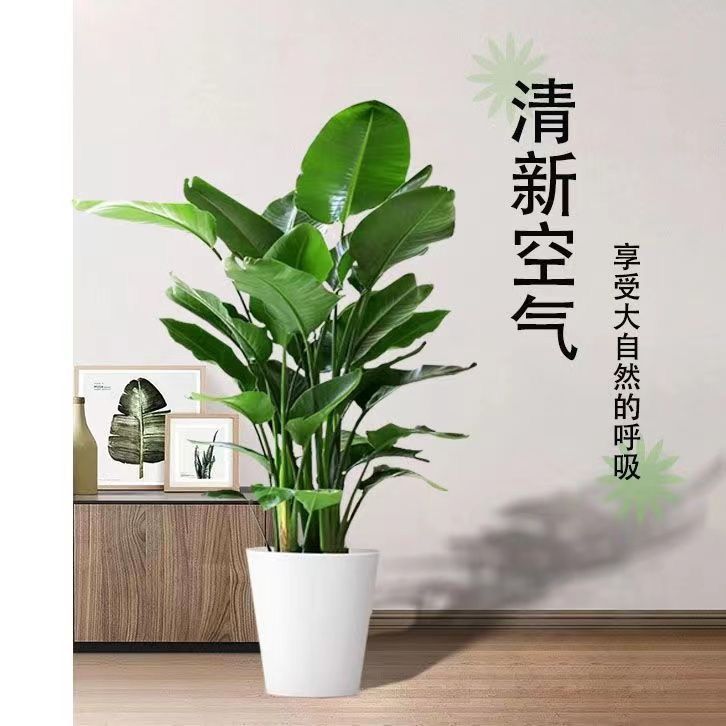 【除】天堂鸟水培绿植拉花卉盆栽四季常青室内净化空气好养活