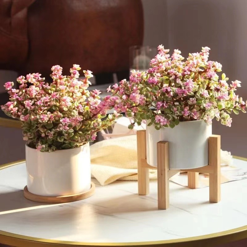 雅乐之舞金枝玉叶室内阳台多肉植物盆栽观花绿植北欧简约盆景花卉