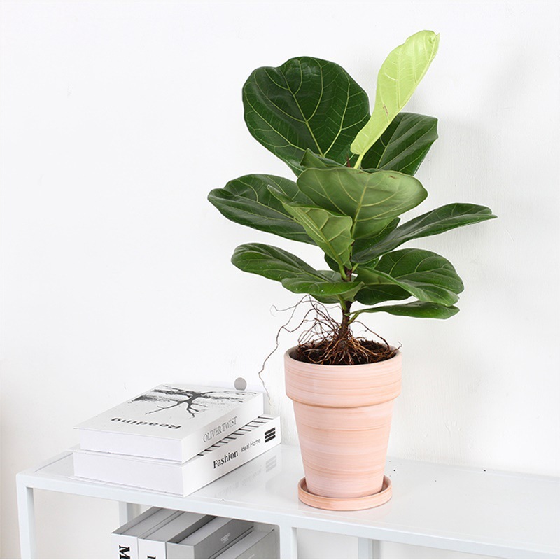琴叶榕北欧风格大叶橡皮榕客厅大型植物绿植花卉盆栽琴叶蓉吸
