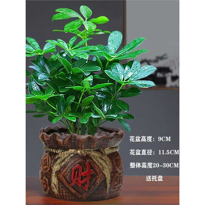 八方来财盆栽鸭脚木盆栽四季常青桌面花卉盆景发财树盆栽