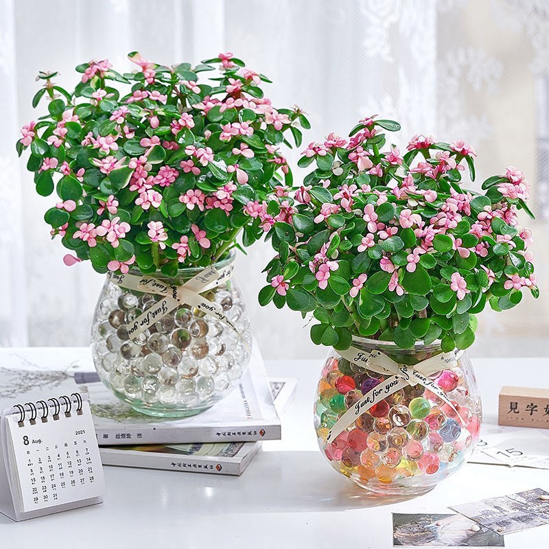 水培金枝玉叶室内绿植懒人盆水培植物花卉办公室内招财客厅花清仓