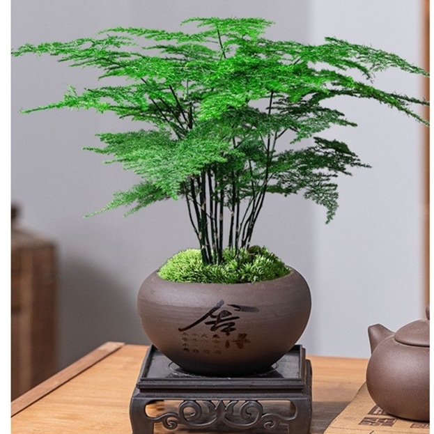 文竹盆栽植物室内花卉盆景居家客厅办公室绿植好养云松竹四季常青