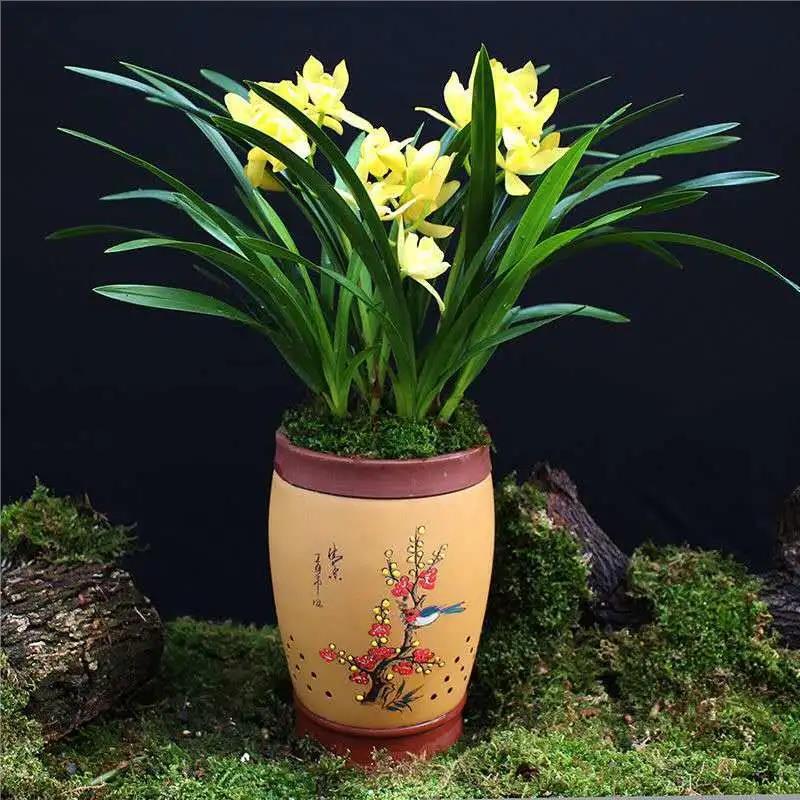 兰花盆栽春兰香兰墨兰名贵兰花苗带花苞植物室内阳台耐寒绿植花卉
