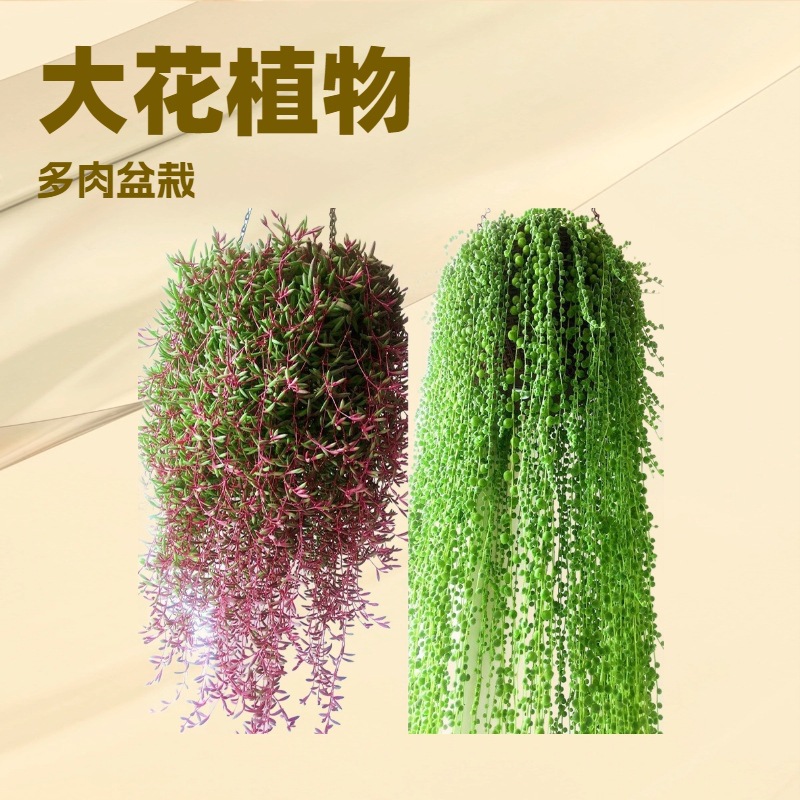 佛珠肉肉植物佛珠吊兰盆栽垂吊紫玄月吊兰特大紫玄月佛珠大颗大盆