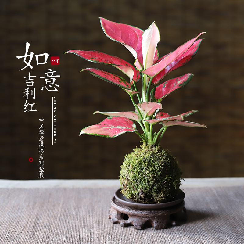 苔藓球如意吉利红绿植盆栽净化空气观叶植物盆景办公室内客厅桌面