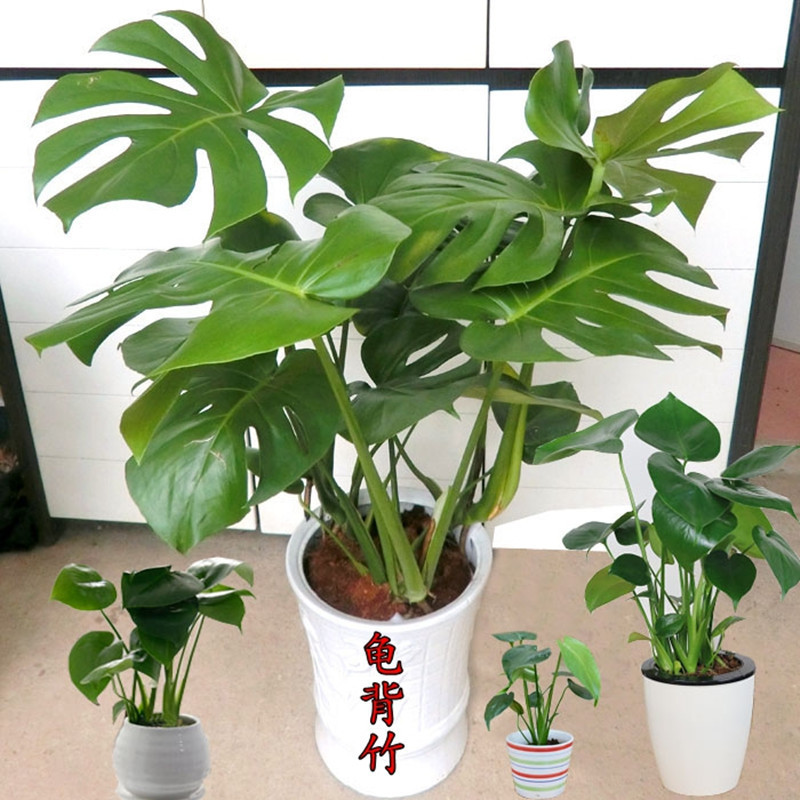 龟背竹盆栽水培室内大绿植花卉蓬莱蕉铁丝兰穿孔喜林芋空气净化