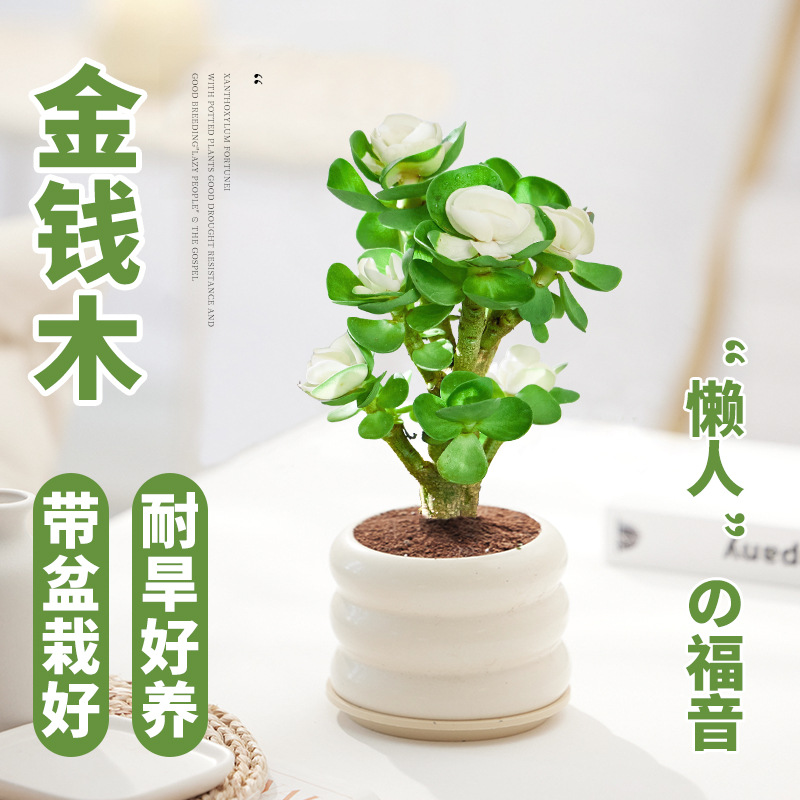 金钱木盆栽多肉老桩绿植客厅办公室内桌面盆景植物耐旱好养活四季