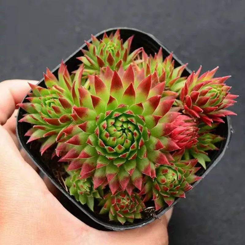 长生草系列多肉植物橘子球紫牡丹室内外群生小盆栽组合四季好养活