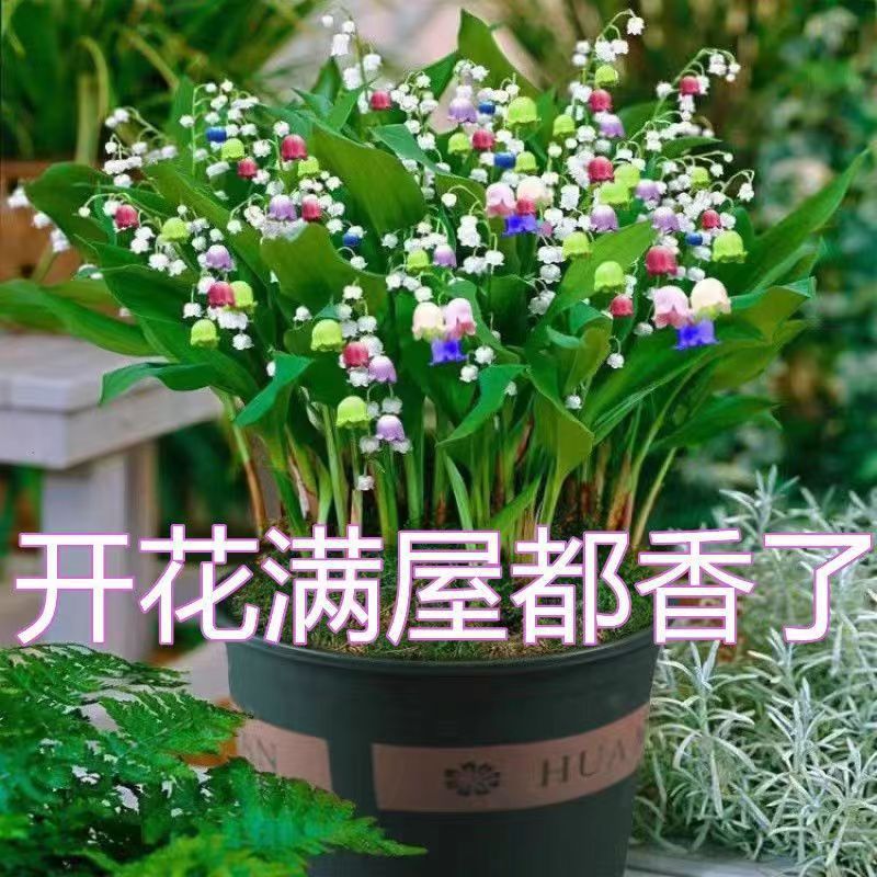 【香水铃兰花种球】混色进口种球盆栽四季开花室内外耐寒耐冻好养