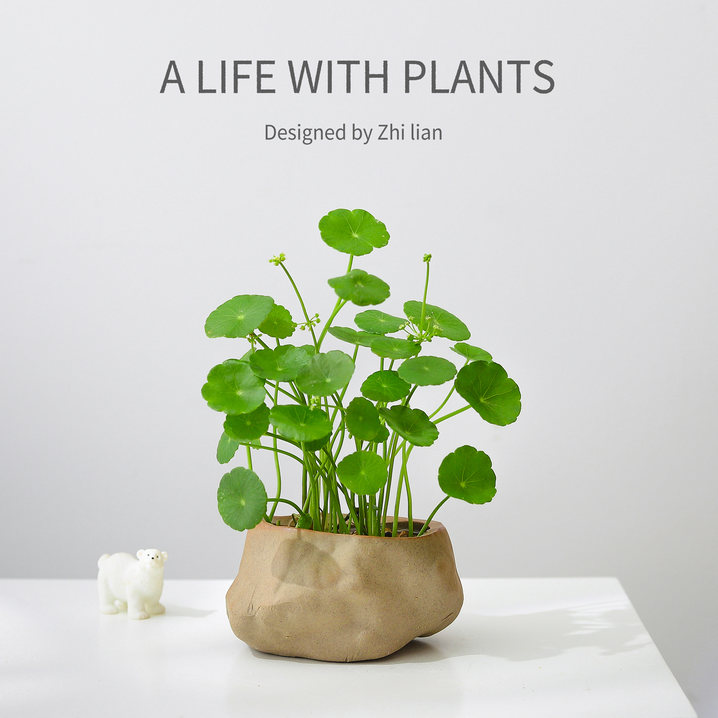 铜钱草水培水养净化空气活苗植物室内办公室桌面盆栽花卉四季常青