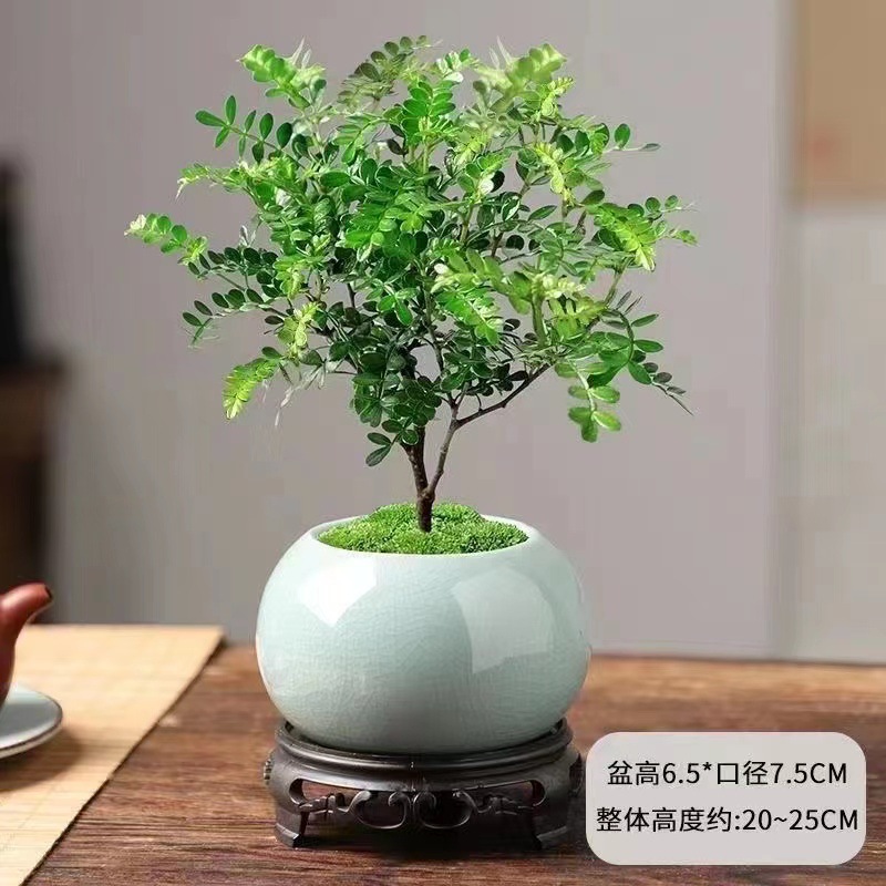 清香木胡椒木盆栽绿植夏季室内客厅美化空气办公室绿植好养盆景