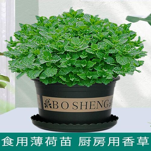 薄荷盆栽可食用水培植物绿植