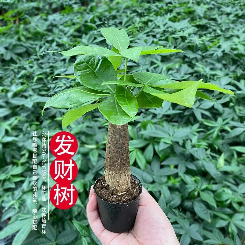 发财树小盆栽不带盆家庭聚财植物桌面客厅室内植物净化空气好养活