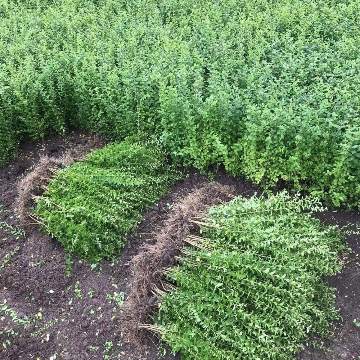 四季常青小叶女贞苗不落叶