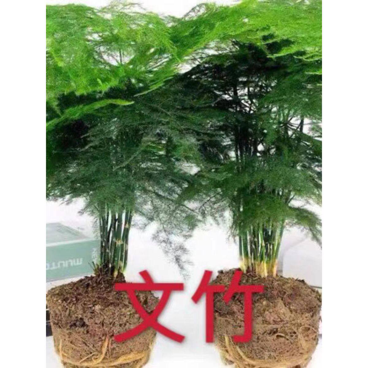 文竹盆栽室内绿植物花卉大苗水培客厅茶台文松盆景养不死四季常青