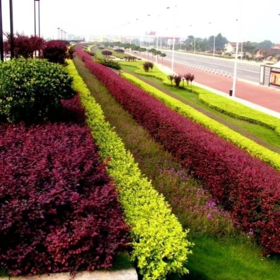 金叶女贞园林绿化树苗庭院绿篱