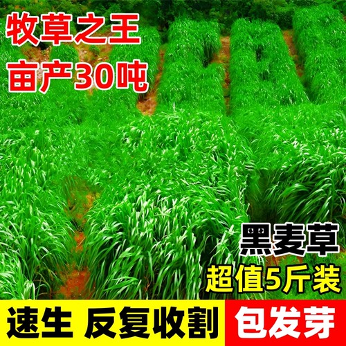 四季播种耐寒高产牧草种子黑麦草