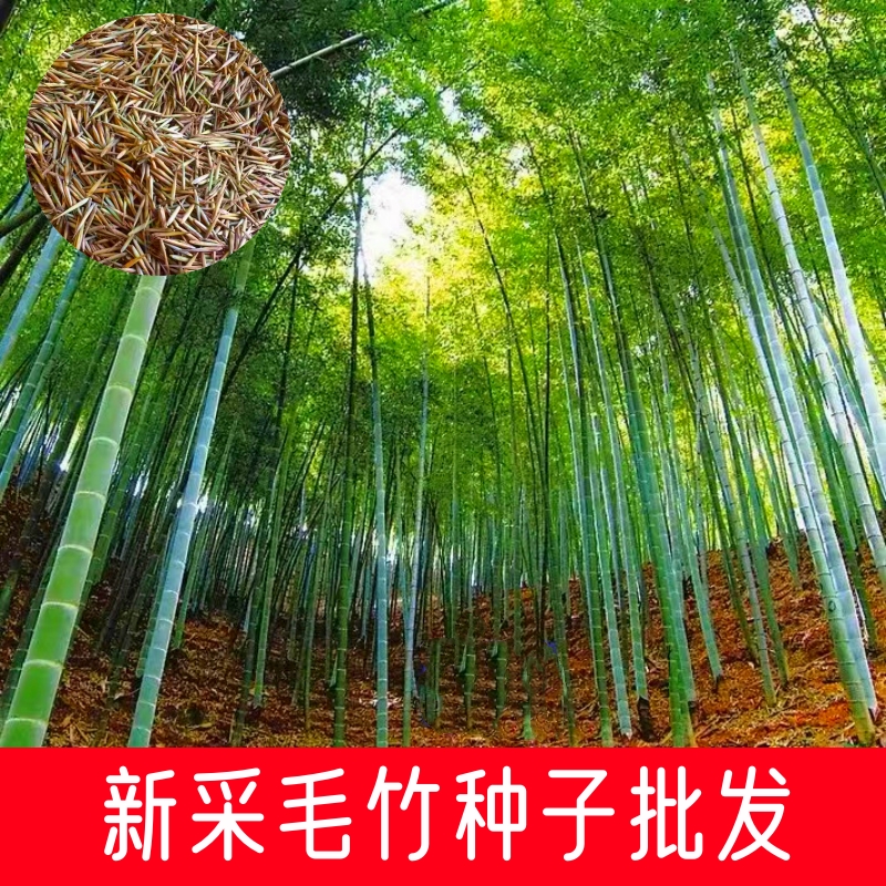 大型毛竹四季紫竹苗食用竹笋种子