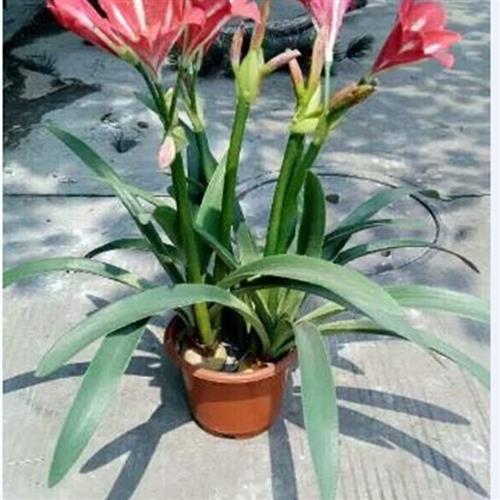 仿真绿植景观摆件室内外盆栽广州厂家直供假水仙花红星花观赏植物