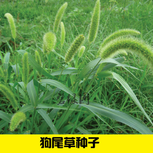 狗尾草种子旱地常见牧草杂草种子观赏型护坡狗尾巴草种籽芮草种子