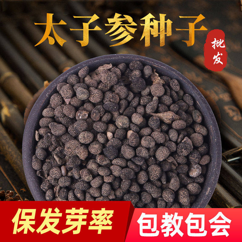 太子参种子孩儿参童参四叶参种籽多年生国产四季播种阳台盆栽